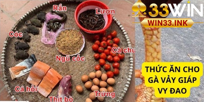 Chế độ dinh dưỡng cho gà vảy giáp vy đao