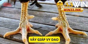 Vảy Giáp Vy Đao Là Gì? Tất Tần Tật Về Chiến Kê Có Vảy Giáp Vy Đao